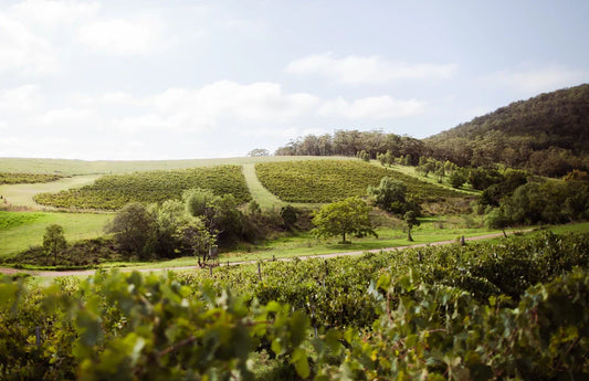 Tyrrell’s Wines: Exploring a Hunter Valley Winemaking Icon