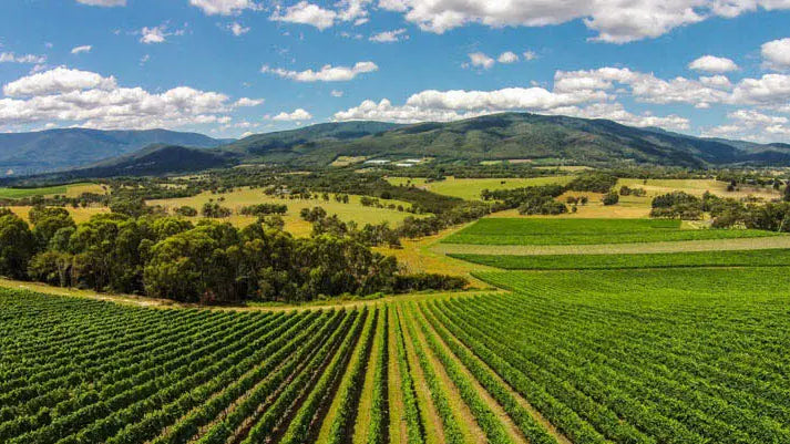 Giant Steps Single Vineyard Consumer Dinner @ Customs House