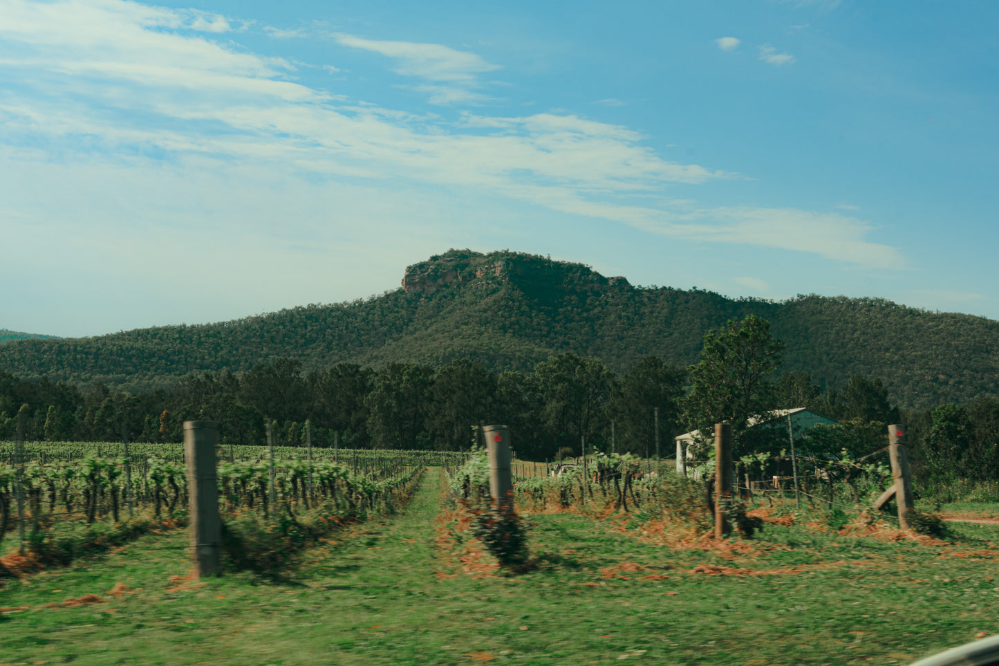 Margan Wines and their journey through Regenerative Agriculture - Masterclass @ Vera Wine & Bar