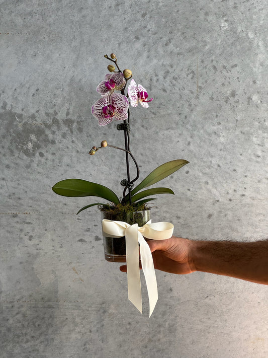 Mothers Day Mini Orchard or Double Tulip + Bottle *PRE ORDER*